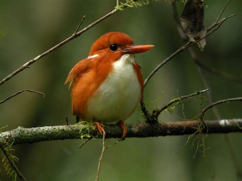 Madagascar Birding