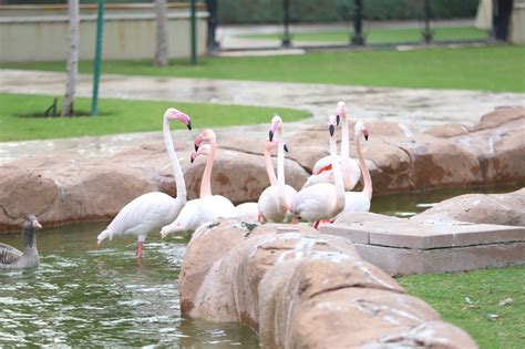 ILoveQatar.net | Al Khor Family Park to reopen for public on Sunday