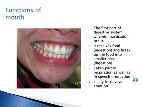 PPT - ORAL ANATOMY PowerPoint Presentation, free download - ID:2381675