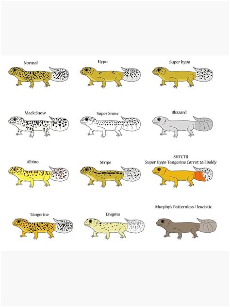 "Common Leopard Gecko Morphs" Poster for Sale by christywoowoo | Redbubble