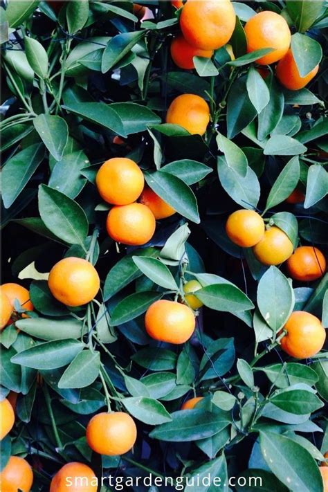 How to care for an indoor orange tree – Artofit