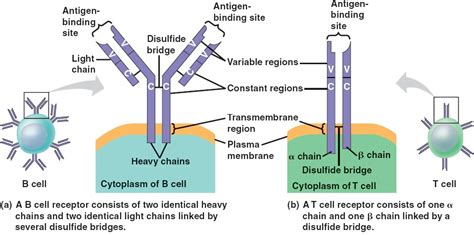 antigen_receptors.html 43_08AntigenReceptors.jpg