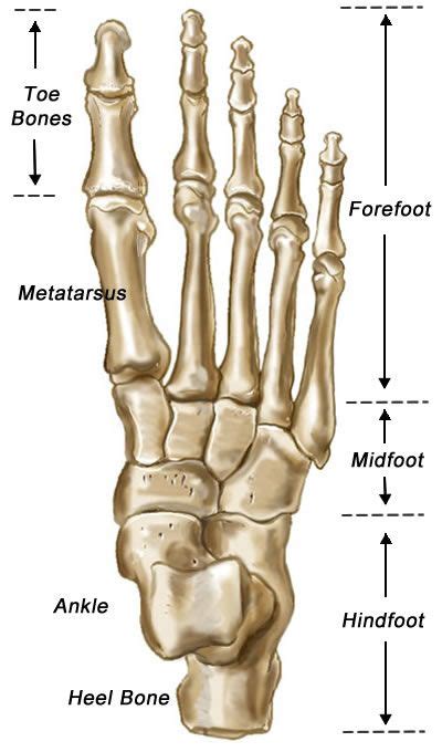 Foot Bones Anatomy