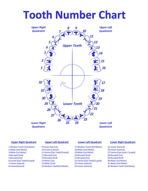 Tooth Number Chart (Printable PDF) — Mashup Math