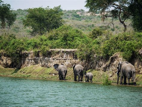 Queen Elizabeth National Park - #1 Safari destination - Nature Travel ...