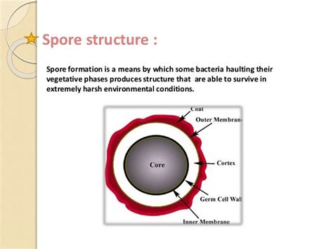 Endospore