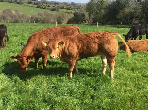 Are my heifers heavy enough for breeding? - Agriland.ie