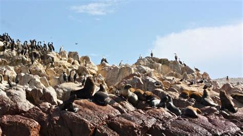 Visit Paracas National Reserve | Blog Cusco Peru Travel