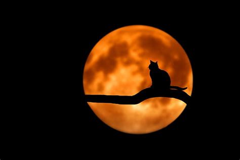 Bloody moon & cat -> new up 2021 | Frank-2.0 | Flickr