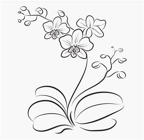 Orchid Flower Easy Drawing , Free Transparent Clipart - ClipartKey