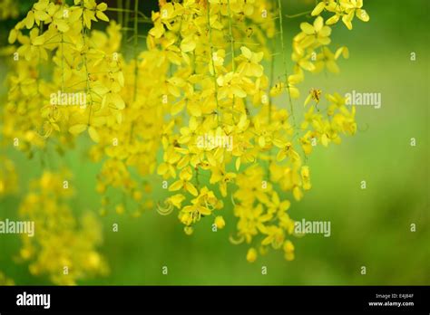 cassia fistula flower Stock Photo - Alamy