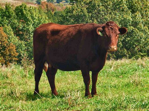 Benefits of Grass-Fed Red Devon Cattle | Ozark Red Devons