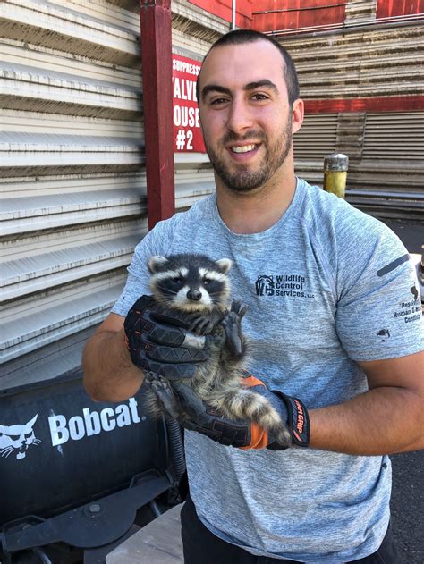 Baby Raccoon in Hartford — Wildlife Control Services