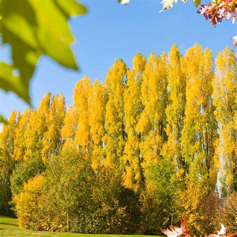 Lombardy Poplar Trees for Sale | BrighterBlooms.com