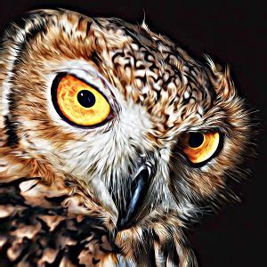 Owl Name Generator | 1000s of random owl names