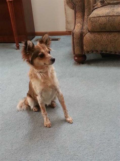 Penny - Missing Sheltie/Chihuahua Mix at Red Rocks Amphitheatre - My ...