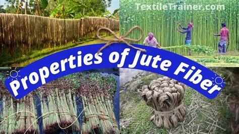 Properties of Jute Fiber: Revealing the Dynamic Physical, Mechanical and Chemical Properties of ...