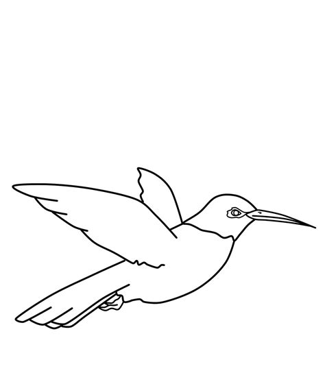 Free Printable Hummingbird Coloring Pages For Kids