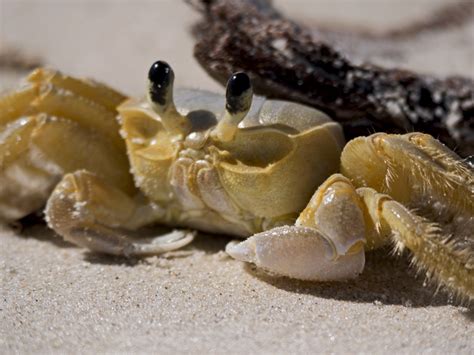 Atlantic Ghost Crab by rnomis | ePHOTOzine