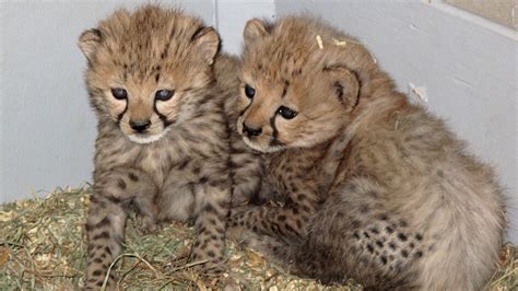 '4 Pounds Of Fury': Baby Cheetah Gets A Foster Mom | WBUR