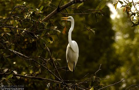 Wildlife along the Gambia river – Ramdas Iyer Photography