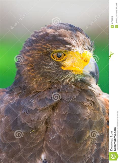 Golden eagle close up stock image. Image of outdoor, hunter - 31763313