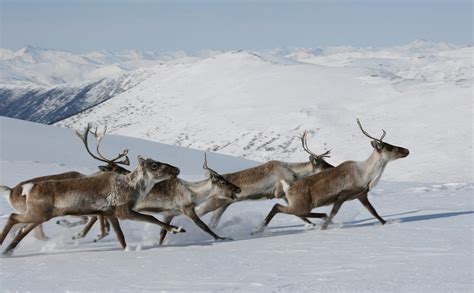 Arctic Caribou Migration