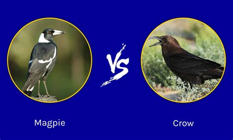 Magpie vs Crow: What Are The Differences? - A-Z Animals