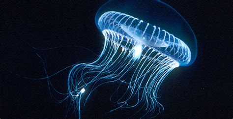 Flash dance: Identifying marine organisms by their glow - MBARI