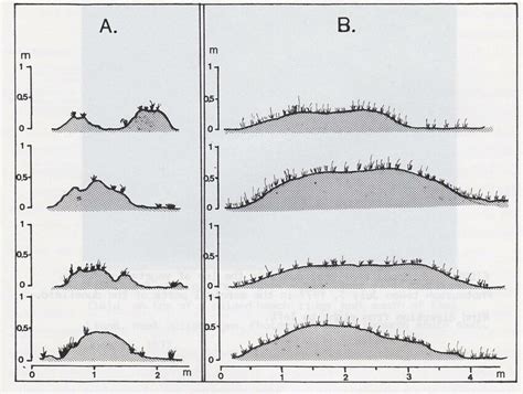 5 Profiles of the two types of dunes observed within the field just ...