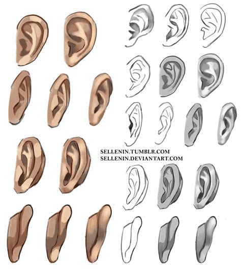 Ears reference by Sellenin (With images) | Art reference photos, Art reference poses, Drawings