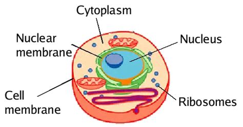 Ribosomes - Definition, Structure, Size, Location and Function