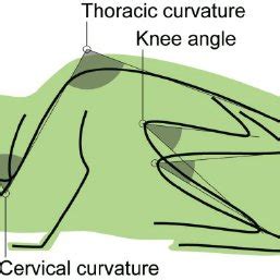 Schematic view of the mouse body showing the angles taken for postural... | Download Scientific ...