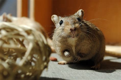 The 13 Most Common Pet Gerbil Behaviors - My House Animals