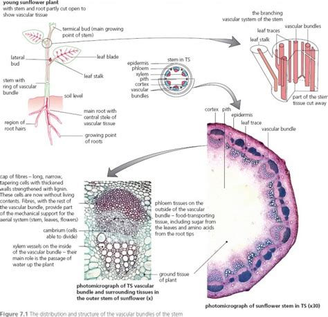 Diagram Of Vascular Bundle