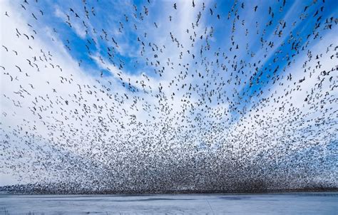 Stunning photos from the snow goose migration - Cottage Life