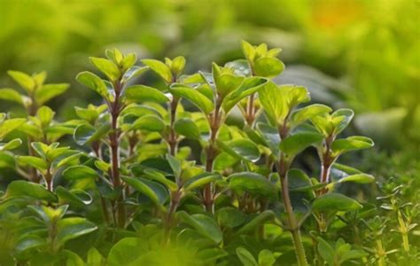 The Mystery of Marjoram - What is the Spiritual Benefit Behind this Strange Herb?