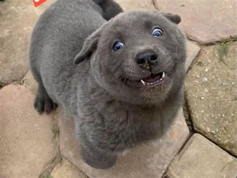 A puppy went viral after people pointed out that he looks like both a cat and dog - Blog - Kool 98