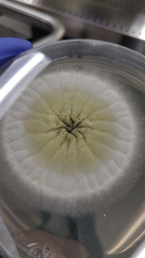 Aspergillus brasiliensis colony showing morphology development from ...