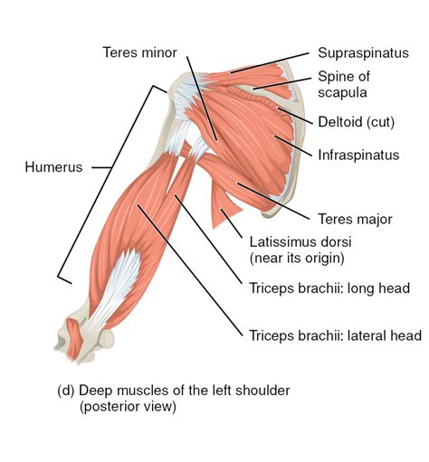 Muscles of the rotator cuff | Human Anatomy and Physiology Lab (BSB 141 ...