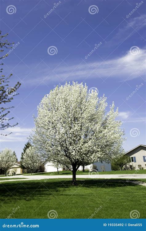 Pear tree with blossoms stock photo. Image of urban, pear - 19335492