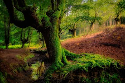 Download Greenery Moss Tree Nature Forest HD Wallpaper