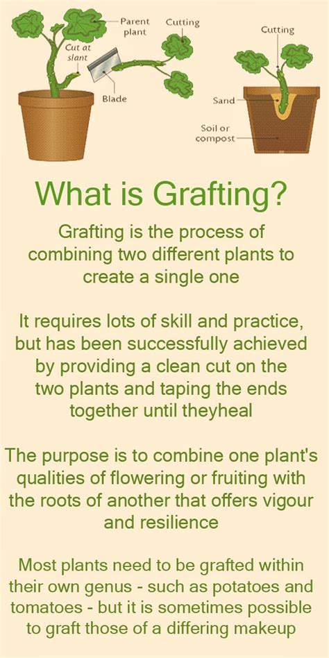 Garden and Farms: What is grafting?