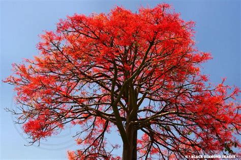 Flame Tree Brachychiton Acerifolius 10 Seeds Great Bonsai - Etsy India | Arbre fleuri, Arbres d ...