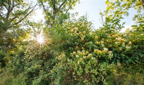 How to prune honeysuckle: Rule to always follow when pruning plants ...