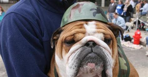 Drake bulldog mascot, Porterhouse, dies