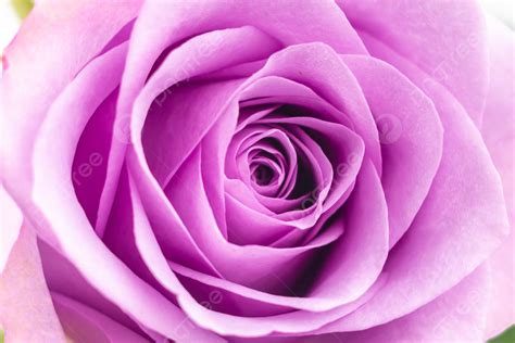 Rose Purple Petal Flower Background And Picture For Free Download - Pngtree