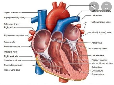 diagram of heart class 11th biology - Brainly.in