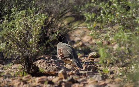 13 Animals In Prescott National Forest Seen On Our Hikes! (Photos And Trails Included)