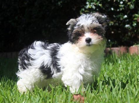 AKC Yorkie male parti (black & White) puppy for Sale in Saint Louis ...